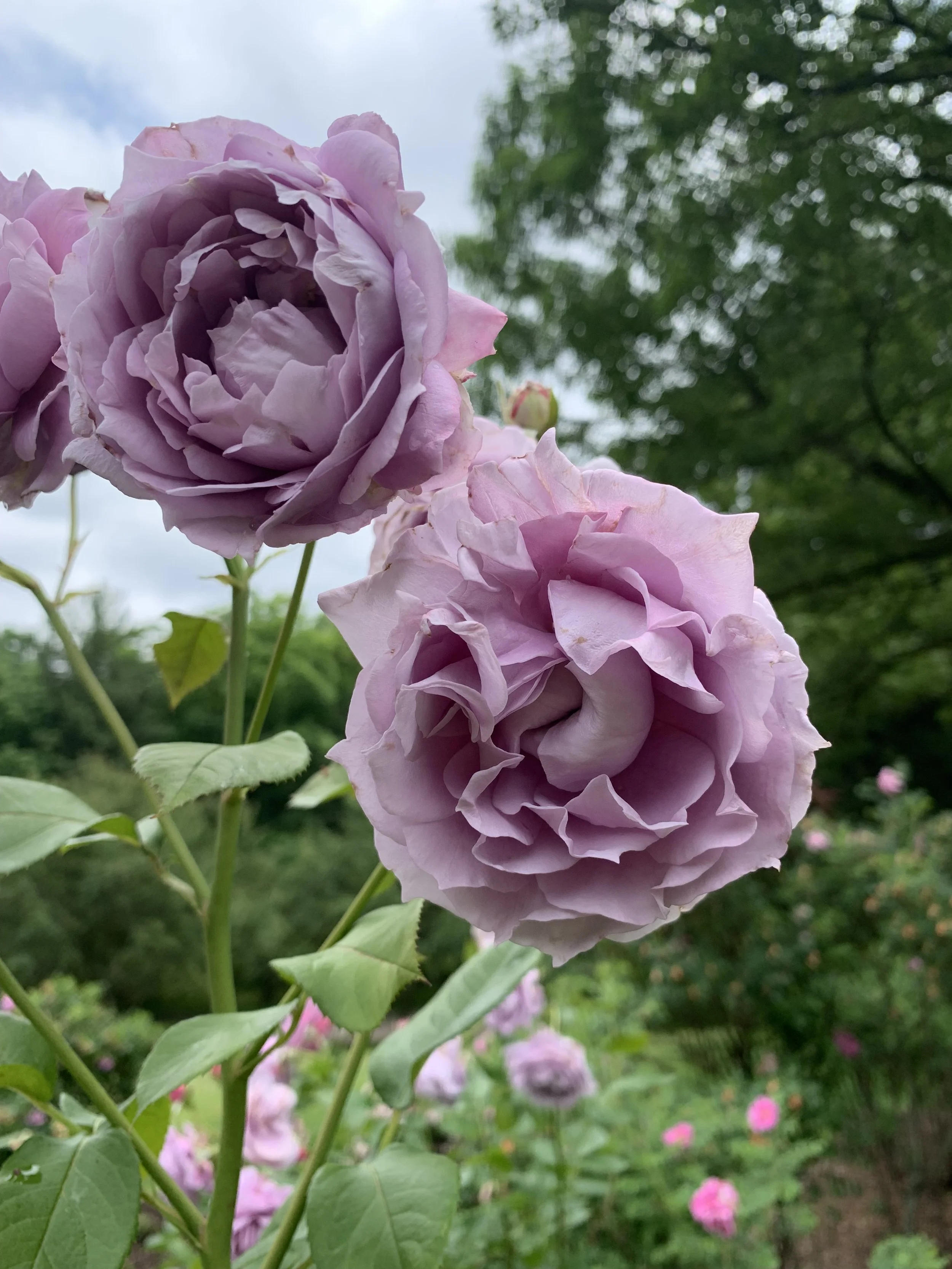 MY FAVORITE ROSE GARDEN — Catherine Kiff-Vozza